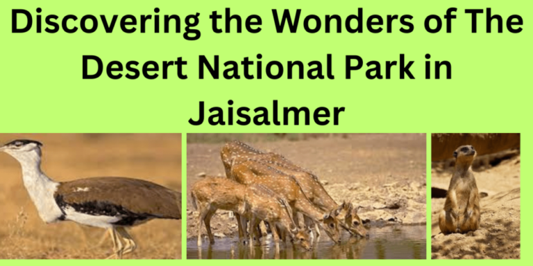 Discovering the Wonders of The Desert National Park in Jaisalmer