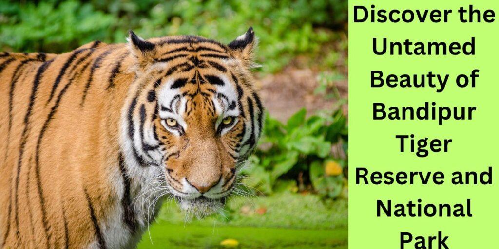 Discover the Untamed Beauty of Bandipur Tiger Reserve and National Park