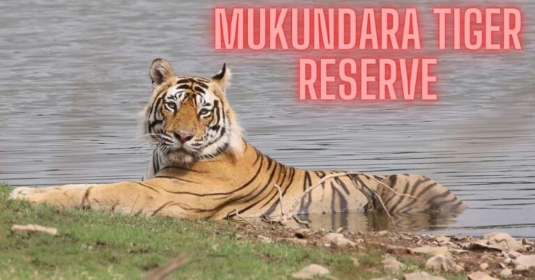 Exploring the Biodiversity and Natural Beauty of Mukundara Tiger Reserve 2003