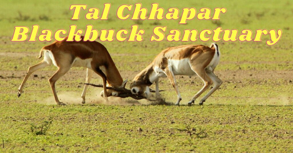 Tal Chhapar Blackbuck Sanctuary: Preserving the Pristine Wilderness 2023