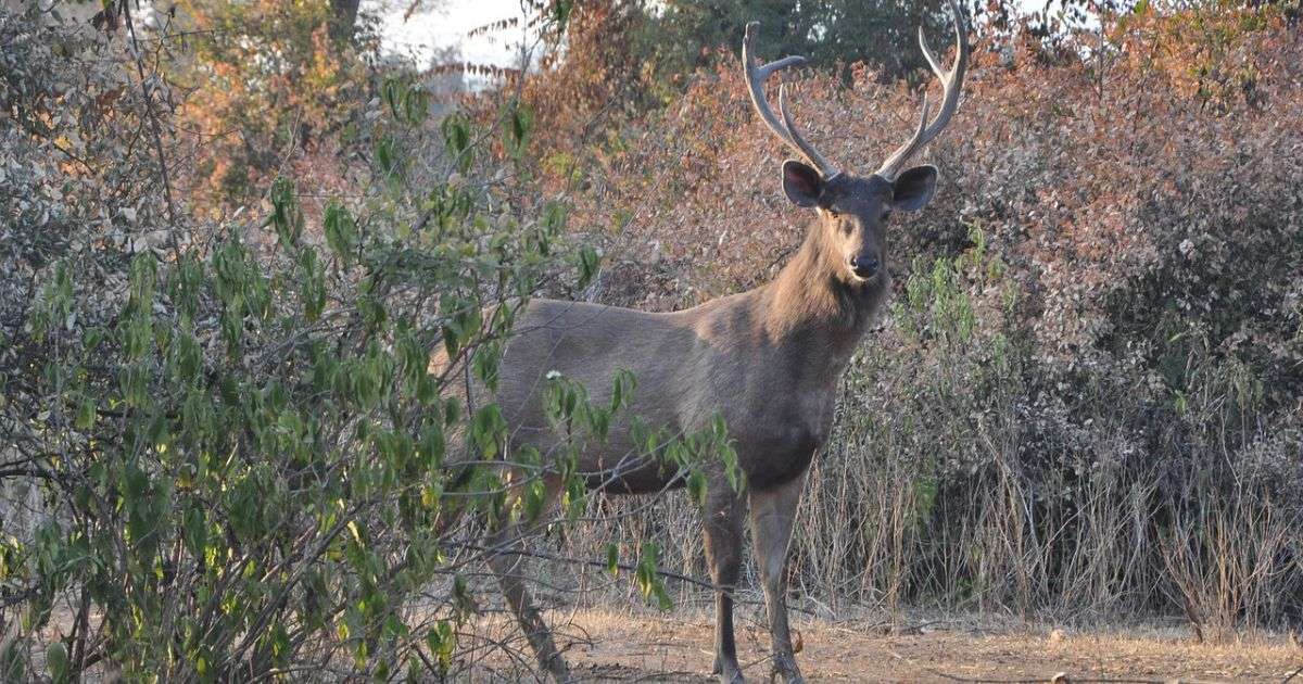 Sariska